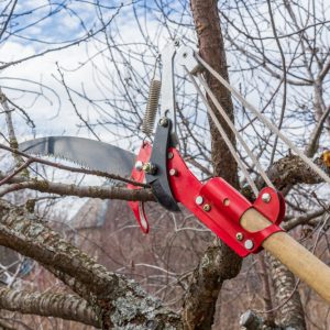 Pruner,And,Garden,Saw,For,Cutting,Branches,Of,Cherry,Bush