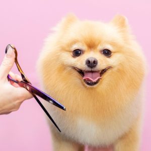 Dog,Gets,Hair,Cut,At,Pet,Spa,Grooming,Salon.,Closeup