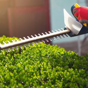 Cutting,A,Hedge,With,Electrical,Hedge,Trimmer.,Selective,Focus